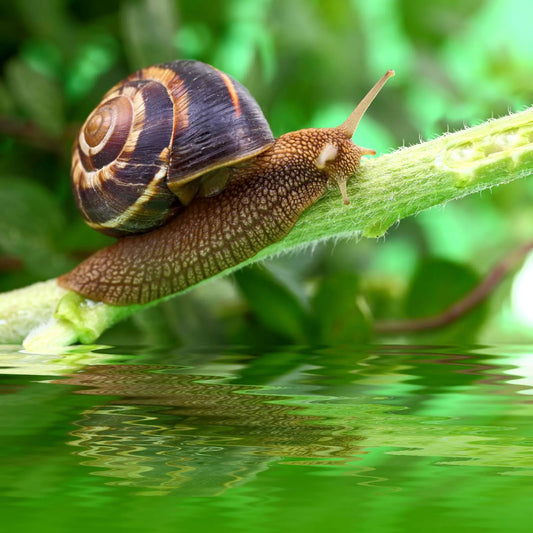 Snail on a branch with blurred background