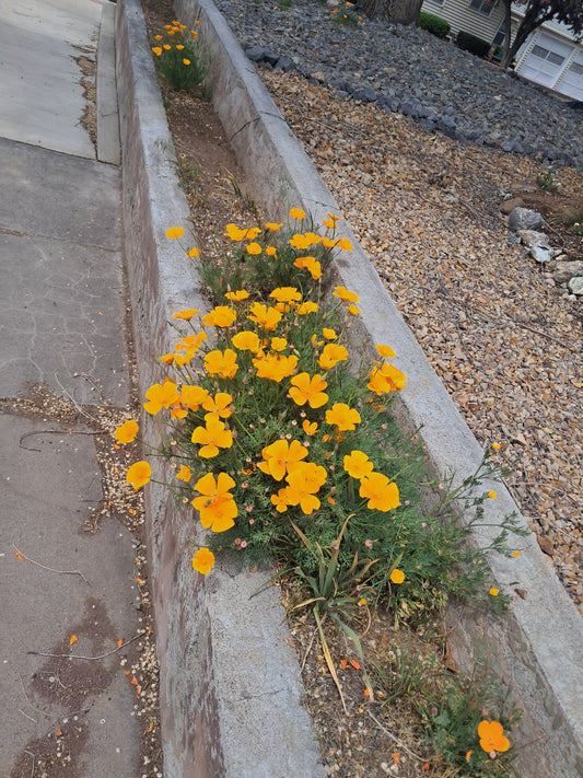 Ca poppies