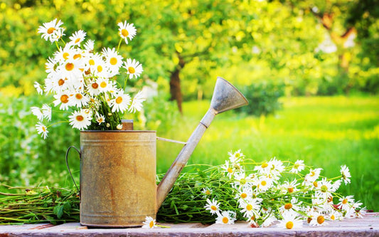 How To Prepare Your Garden For Summer