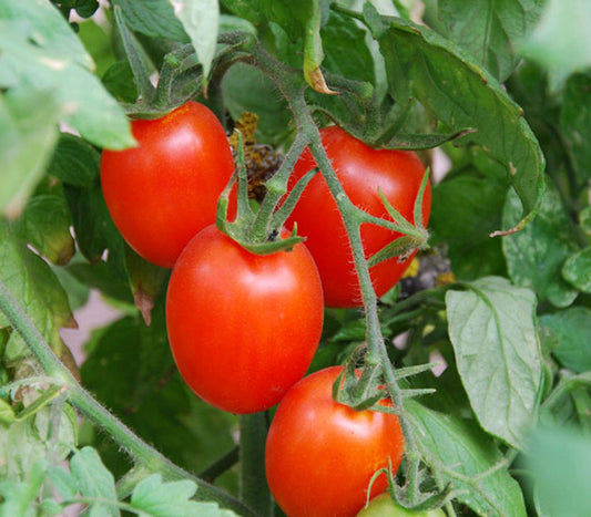 How To Protect Your Tomato Plants From Cold Weather (Part One)