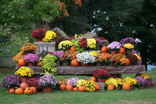 Veggie Recommendations For A Fall Garden