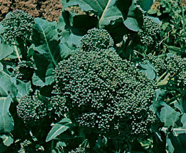 Farm.hand.seeds Ramoso Santana Broccoli