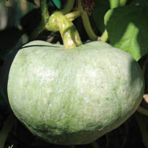 Farm.hand.seeds Ute Winter Squash