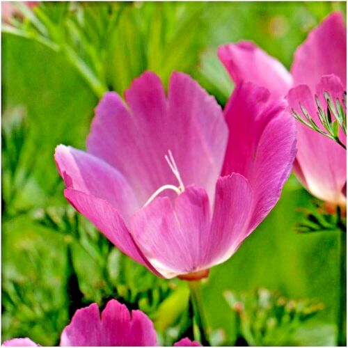 Farm.hand.seeds Purple gleam poppy