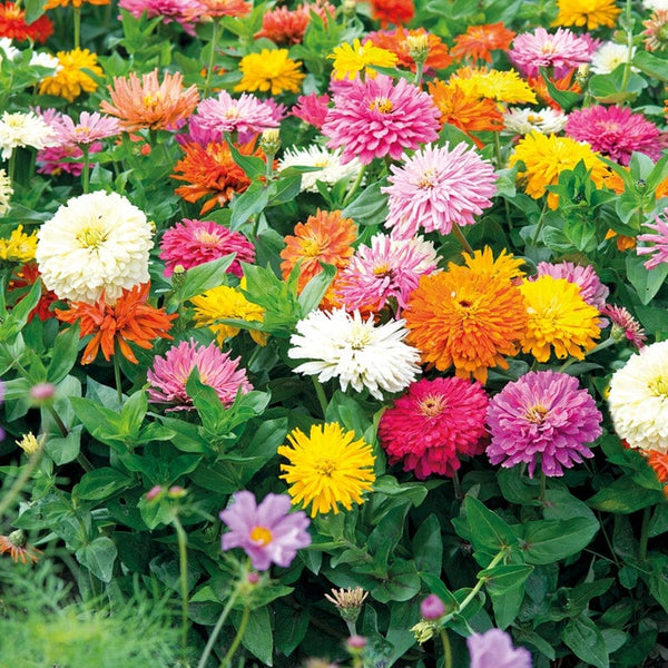 Farm.hand.seeds Zinnia assortment 9 packs
