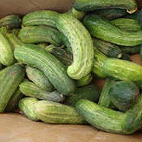 Farm.hand.seeds Snow's fancy pickling cucumber