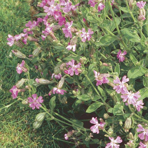 Farm.hand.seeds Nodding Catchfly Annual Flower
Pink Wildflowers