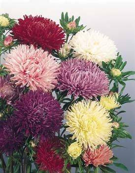 Farm.hand.seeds Powder Puff Aster Mix
