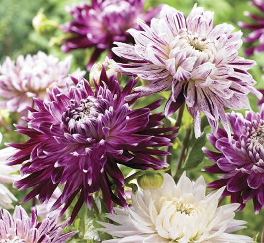 Farm.hand.seeds Elegans blueberry cheesecake mix