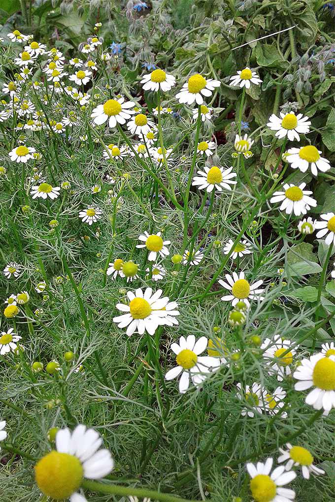 Farm.hand.seeds German Chamomile
