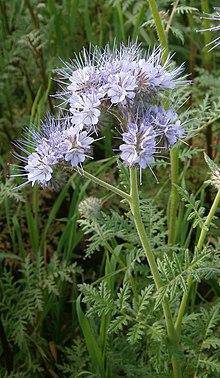 Farm.hand.seeds Lacy Phacelia