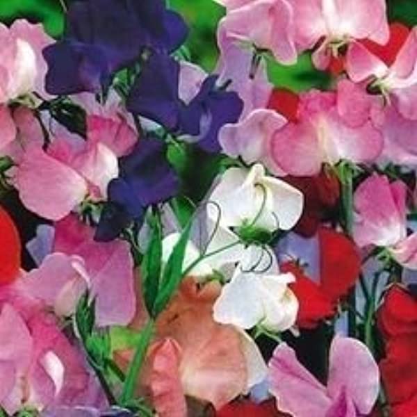 Farm.hand.seeds Sweet Pea Royal Family Mix