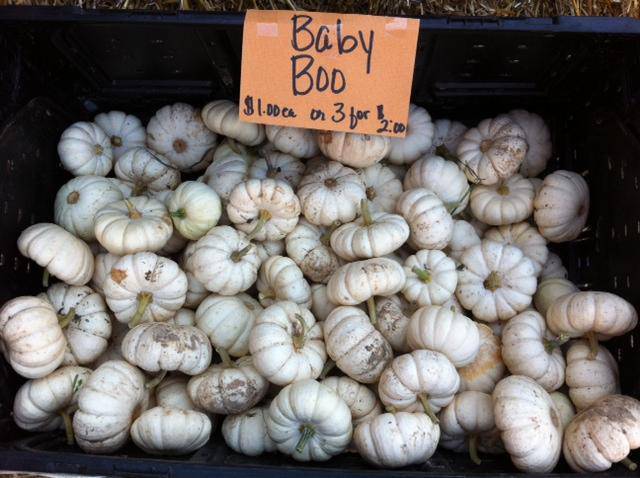 Farm.hand.seeds Baby Boo Mini White Pumpkin