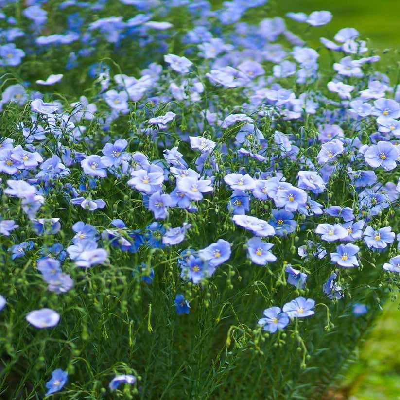Farm.hand.seeds Blue Flax Flowers
