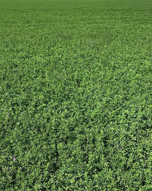Farm.hand.seeds Vernal alfalfa