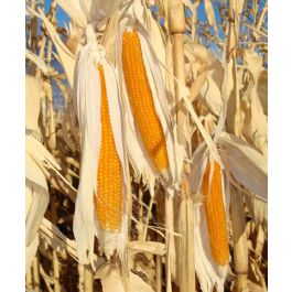 Farm.hand.seeds South American yellow popcorn