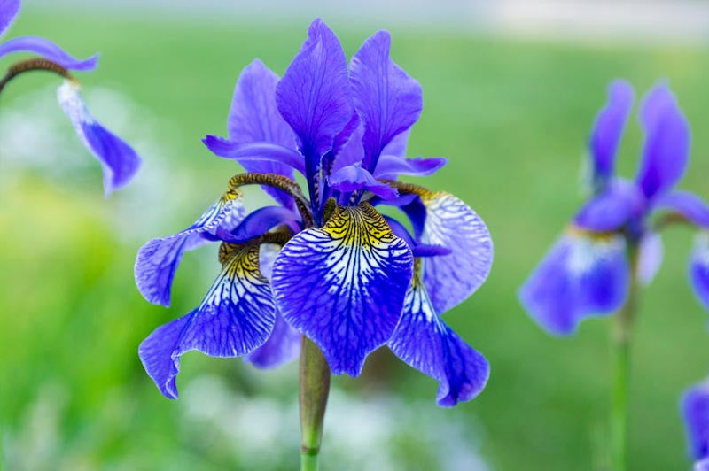 Farm.hand.seeds Siberian Iris mix colors