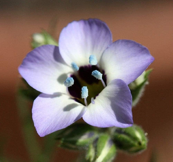 Farm.hand.seeds Birds eyes flowers