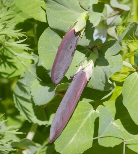 Farm.hand.seeds Blue podded peas