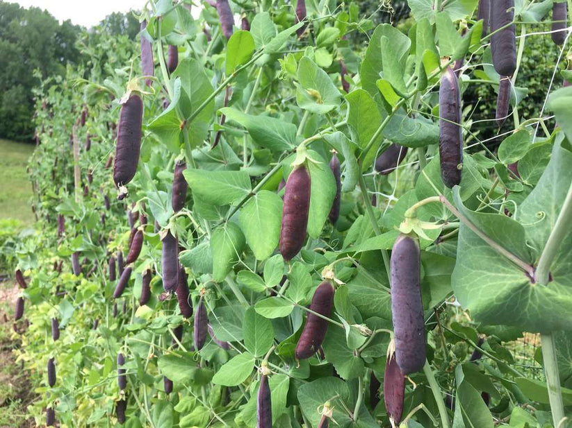 Farm.hand.seeds Dutch heirloom blue podded peas