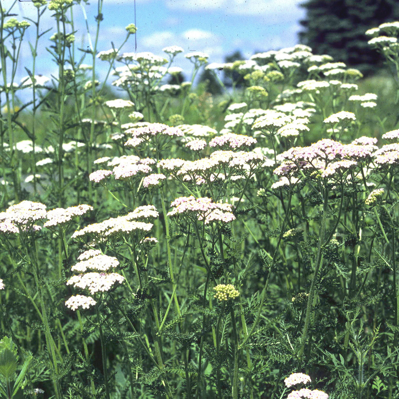 Farm.hand.seeds White yarrow