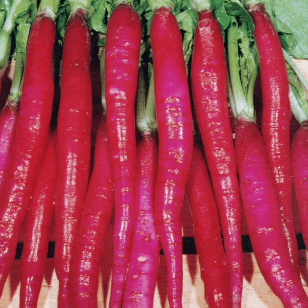 Farm.hand.seeds Fire candle radish