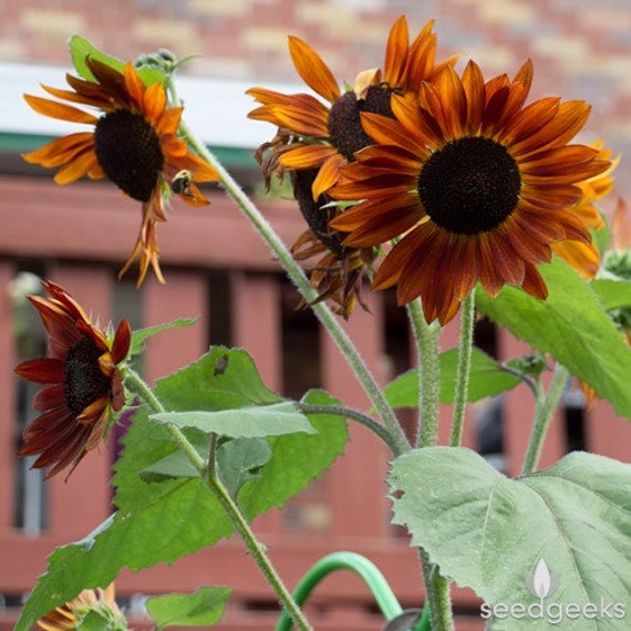 Farm.hand.seeds Red velvet crimson sunflower