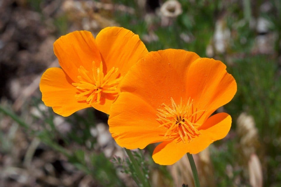 Farm.hand.seeds Ca orange poppy
