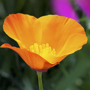 Farm.hand.seeds Ca orange poppy