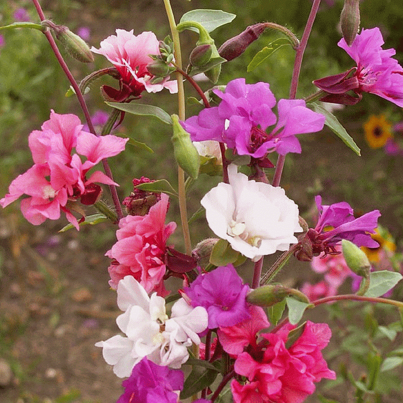 Farm.hand.seeds Clarkia Flower Seed