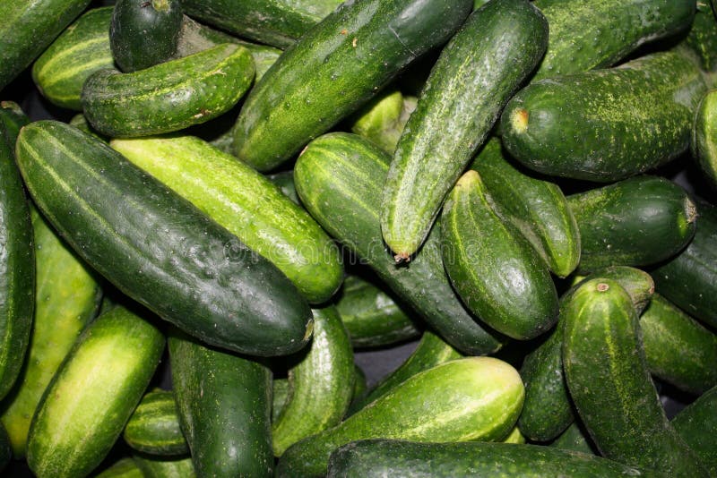 Farm.hand.seeds Cucumber mix 100 seeds