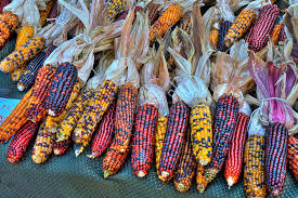 Farm.hand.seeds Heirloom corn mix