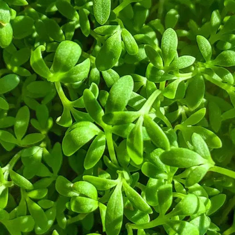 Farm.hand.seeds Pepper Cress