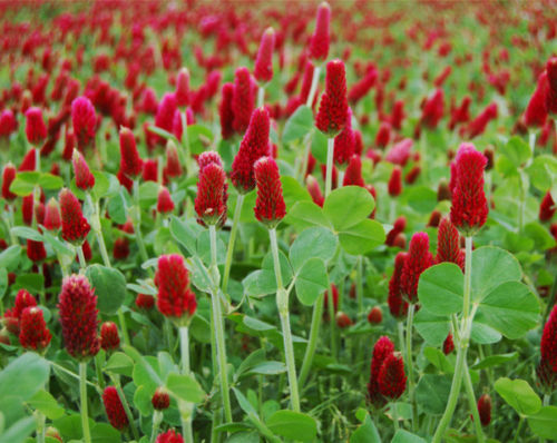 Farm.hand.seeds Crimson red clover