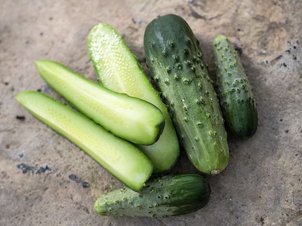 Farm.hand.seeds Chicago pickling cucumber