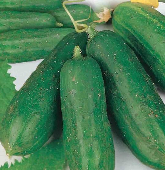 Farm.hand.seeds Early Russian cucumber