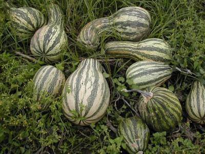 Farm.hand.seeds Cushaw Green Stripe Winter Squash
