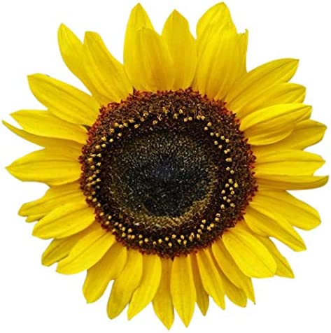 Farm.hand.seeds Domino sunflower