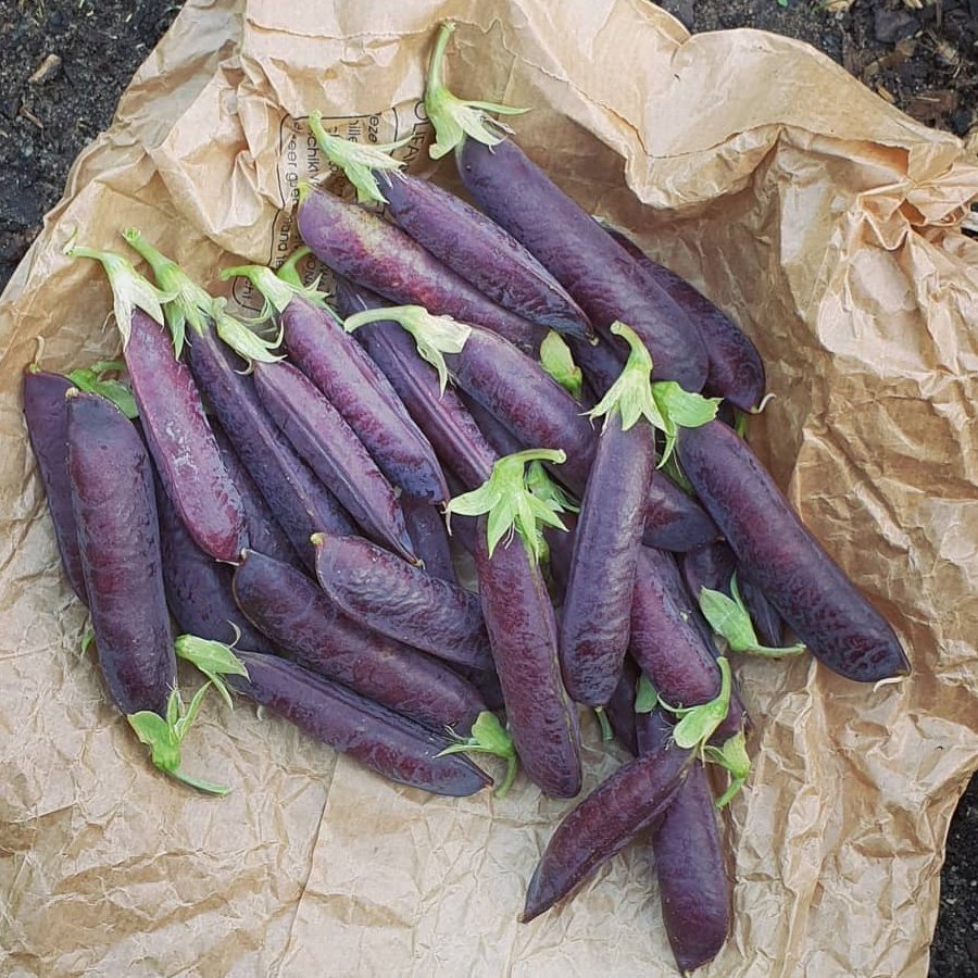 Farm.hand.seeds Blue podded peas