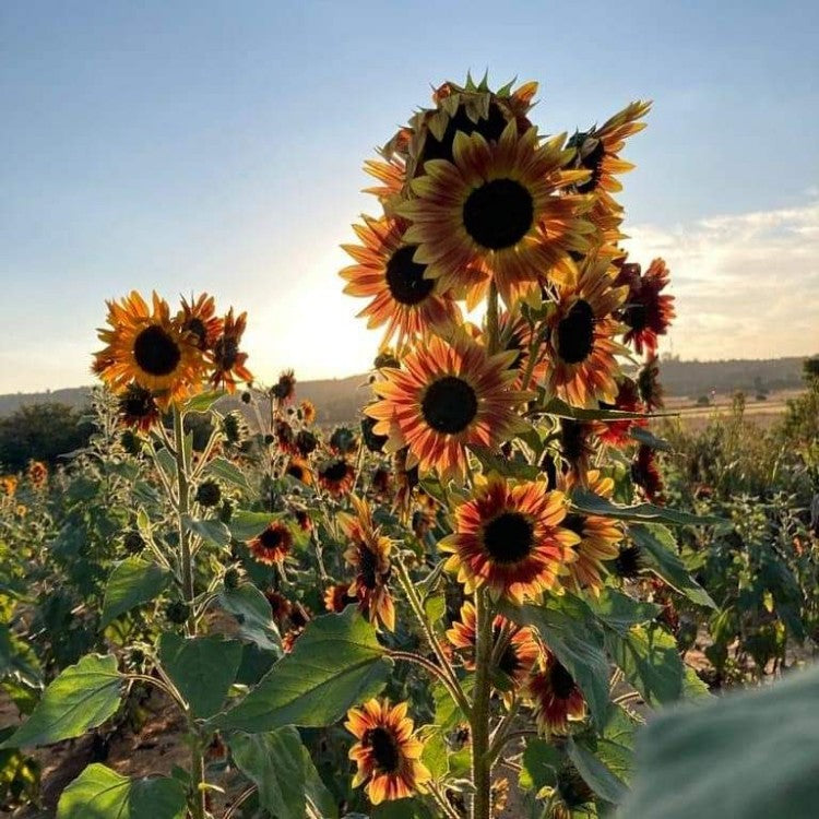 Farm.hand.seeds Evening sun sunflower
