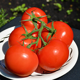 Farm.hand.seeds Independence Day Tomatoes