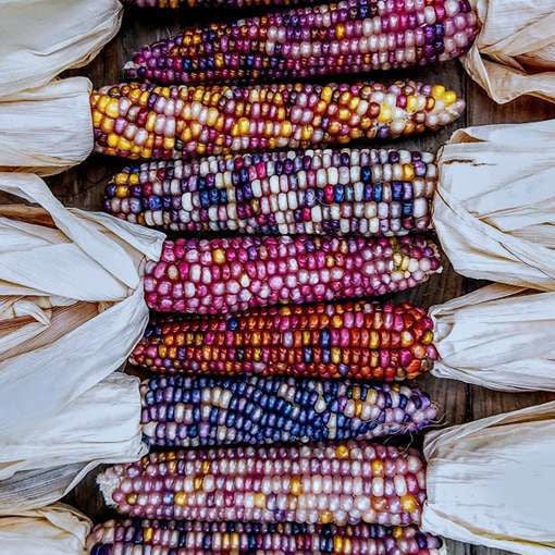 Farm.hand.seeds Glass gem corn