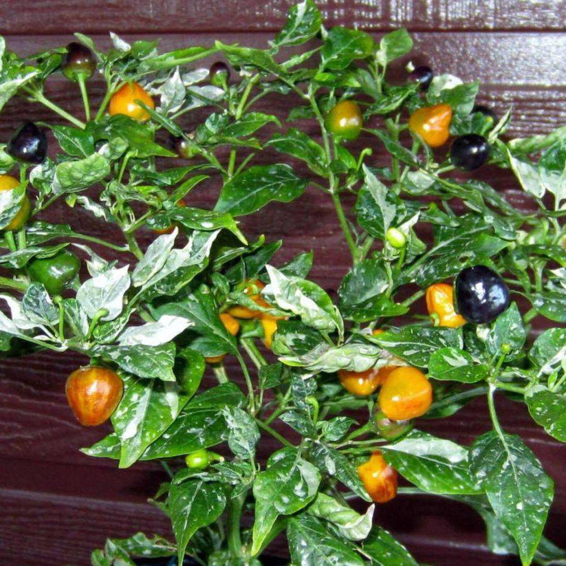 Farm.hand.seeds Golden Nugget Hot Pepper