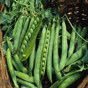 Farm.hand.seeds Green Arrow Peas