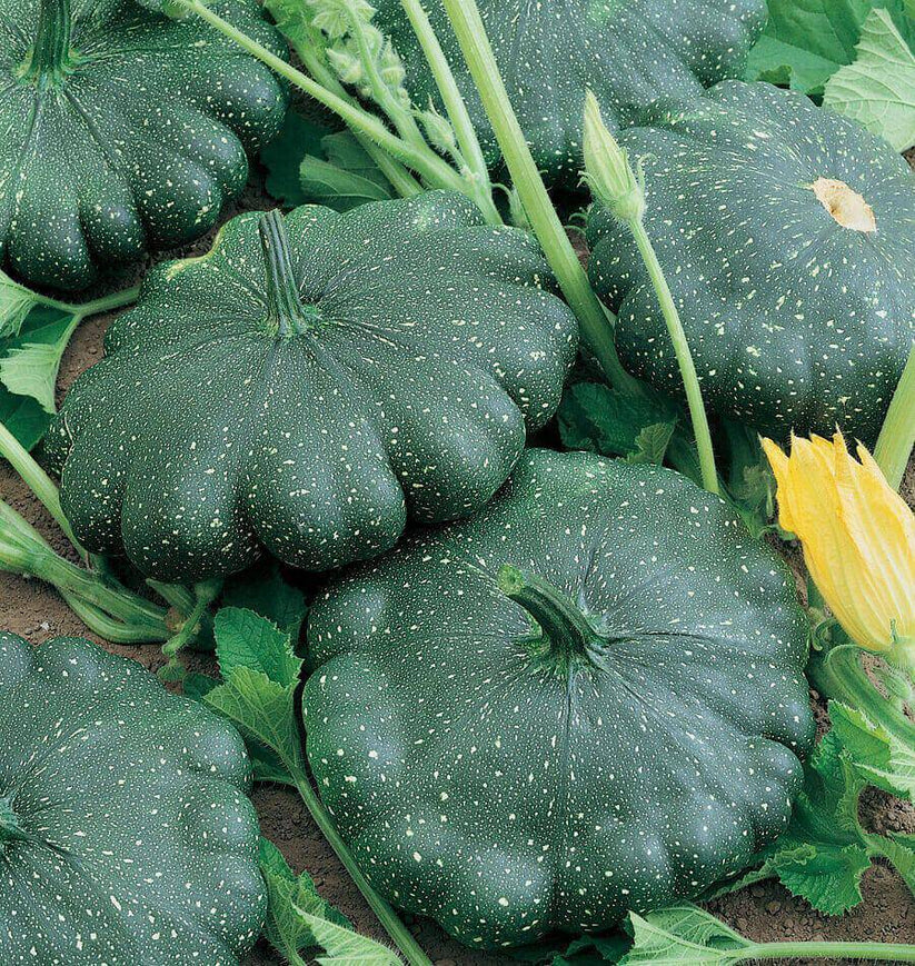 Farm.hand.seeds Green Scallop Summer Squash