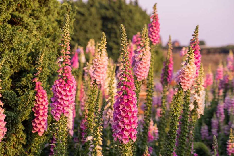 Farm.hand.seeds Foxglove flower mix
