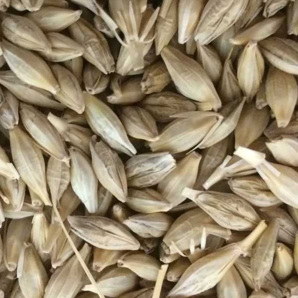 Farm.hand.seeds Hey bet barley