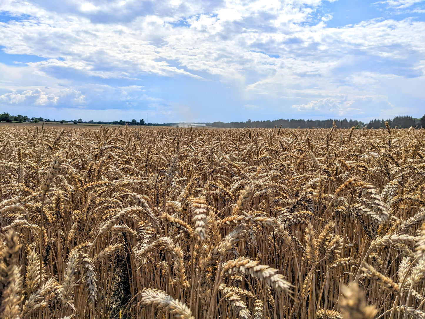 Farm.hand.seeds Red spring wheat