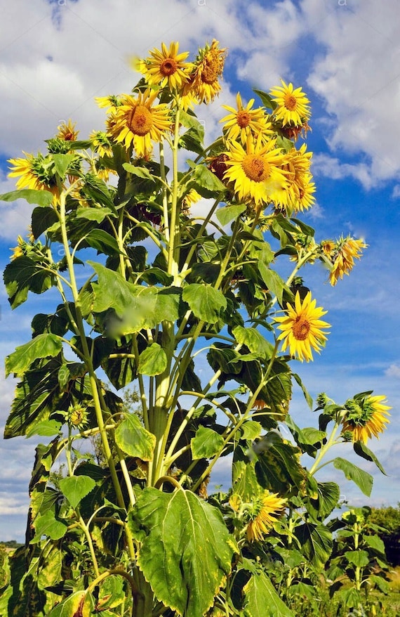 Farm.hand.seeds Henry wilde sunflower