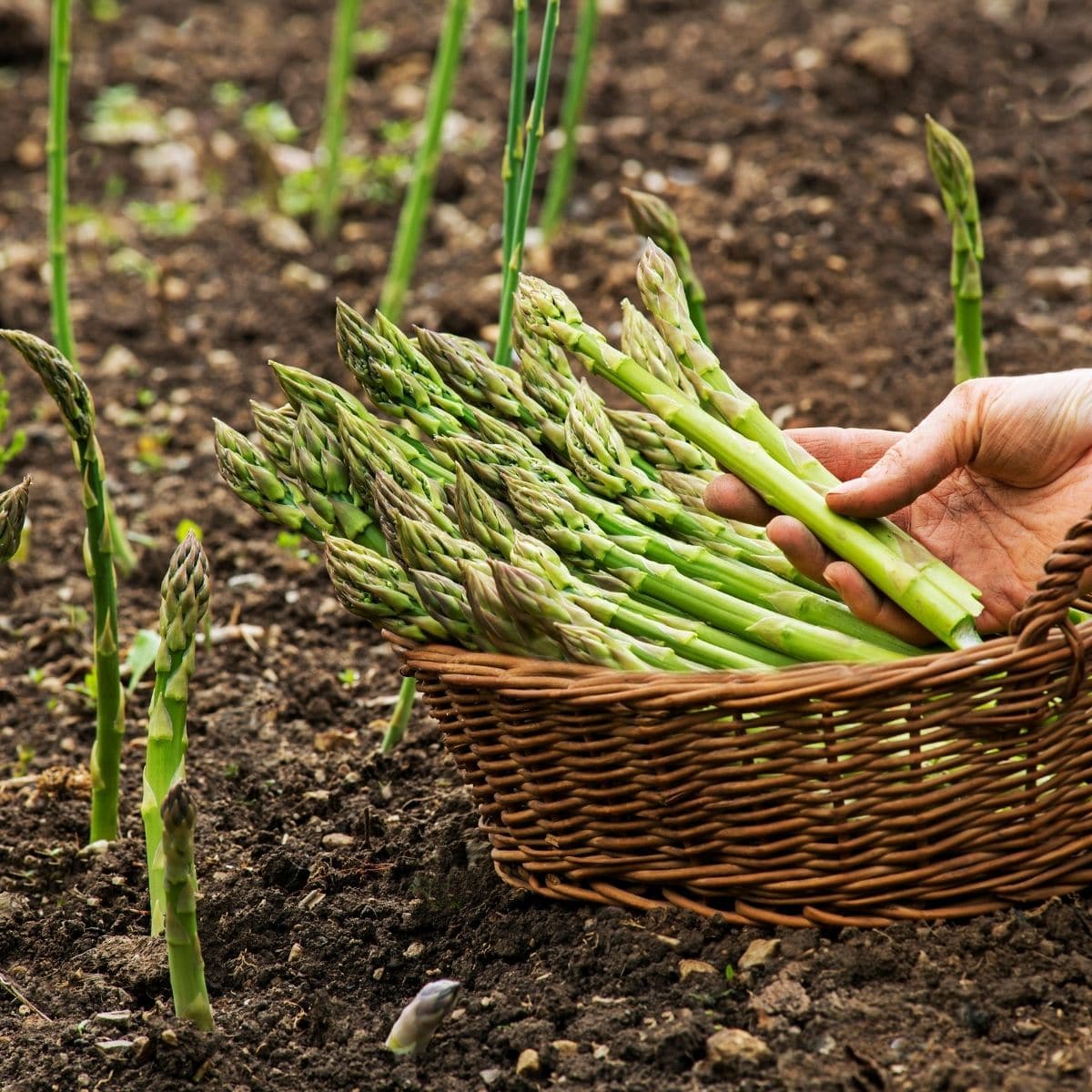 Farm.hand.seeds Mary Washington Asparagus